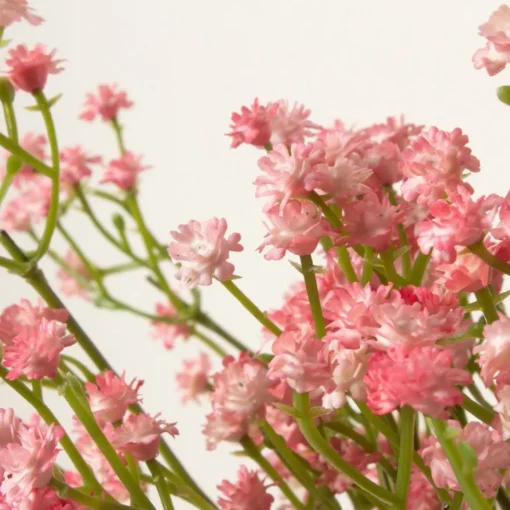 Brudeslør Blomster Lyserosa