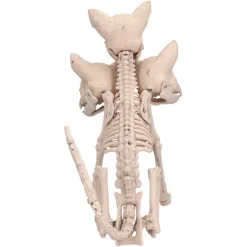 Cerberus Skjelett
