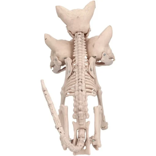 Cerberus Skjelett