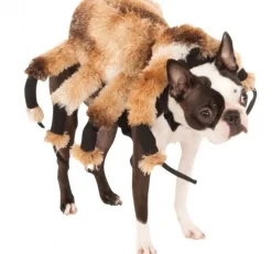 Edderkopp Hundekostyme