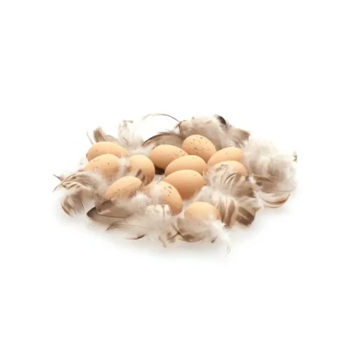 Egg & Fjær