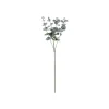 Eukalyptus Gren