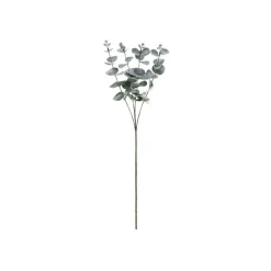 Eukalyptus Gren
