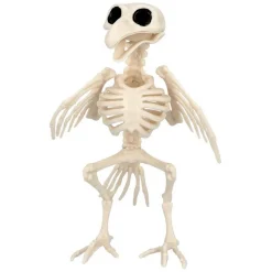 Fugl Skjelett