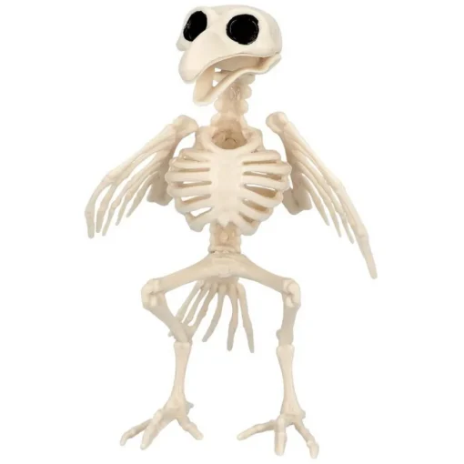 Fugl Skjelett