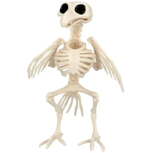 Fugl Skjelett