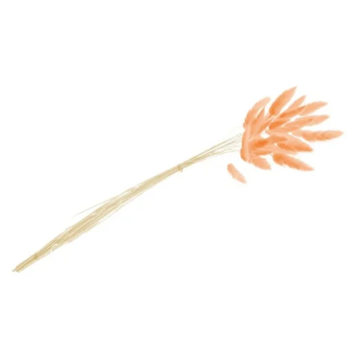 Harehaler Lagurus Oransje