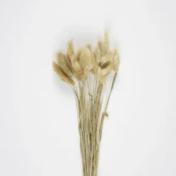 Harelabber Bunt Naturbrun