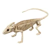 Iguana Skjelett