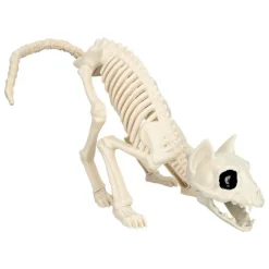Katt Skjelett
