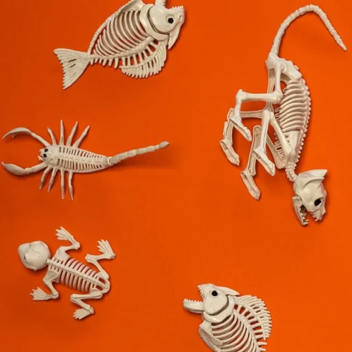Katt Skjelett