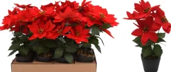 Kunstig Julestjerne Blomst