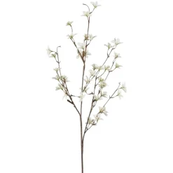 Kunstig Pittosporaceae Gren