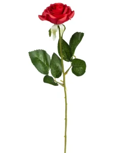 Langstilket Rød Rose