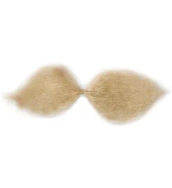 Schnauzer Skjegg Blondt