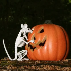 Sittende Rotte Skjelett