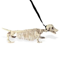 Skjelett Gravhund i Bånd