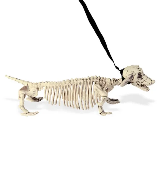 Skjelett Gravhund i Bånd
