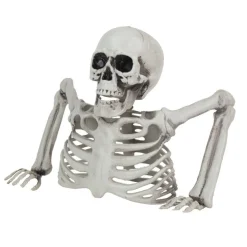 Skjelett Overkropp