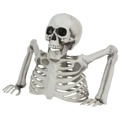 Skjelett Overkropp