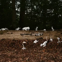 Skjelett Rotte