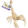Skorpion Skjelett