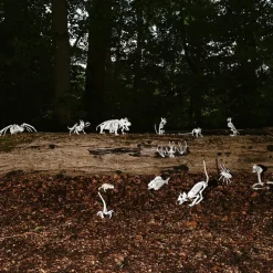 Slange Skjelett
