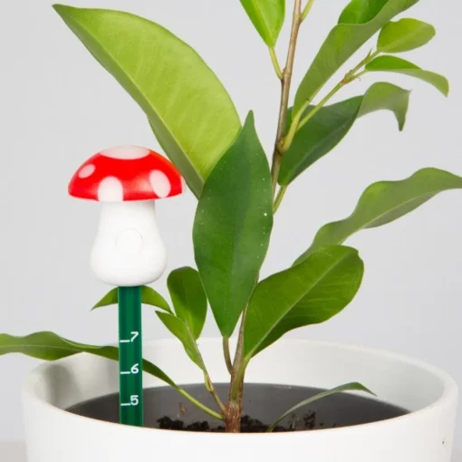 Svamp Plante Fuktighetsmåler