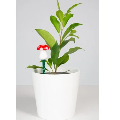 Svamp Plante Fuktighetsmåler