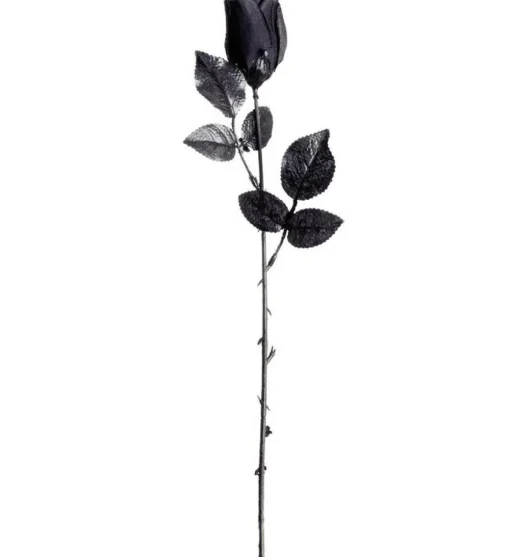 Svart Rose