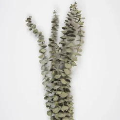 Tørkede Eukalyptus Grener
