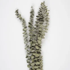 Tørkede Eukalyptus Grener