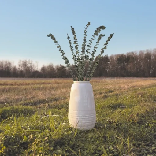 Tørkede Eukalyptus Grener