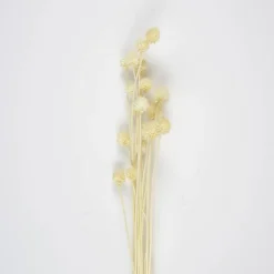 Tørkede Tistler Bunt