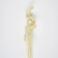 Tørkede Tistler Bunt
