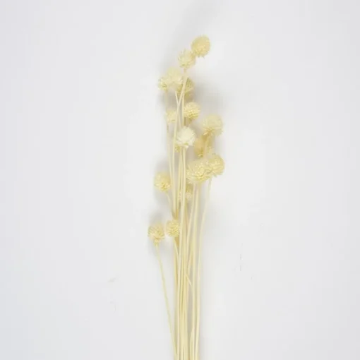 Tørkede Tistler Bunt