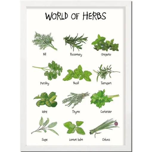 World Of Herbs A4 Plakat