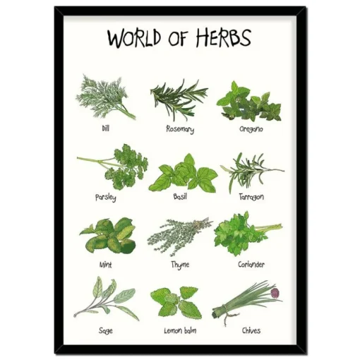 World Of Herbs A4 Plakat
